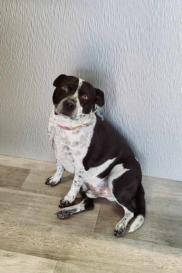 glendale dentist therapy dog